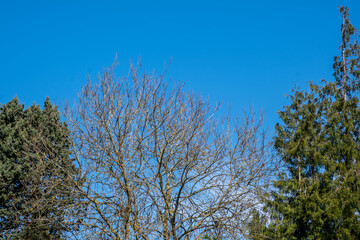 Ntaural Beauty Of Nature With Trees, No People And Clear Blue Sky
