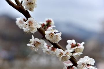 Beautiful plum blossoms and scenery of Maehwa Village in Hongssang-ri, Korea