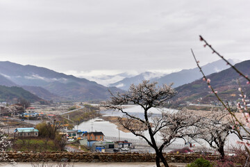 Beautiful plum blossoms and scenery of Maehwa Village in Hongssang-ri, Korea