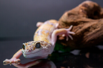A leopard gecko, lizard on branch, eublepharis macularius, animal closeup