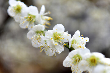 Beautiful plum blossoms and scenery of Maehwa Village in Hongssang-ri, Korea