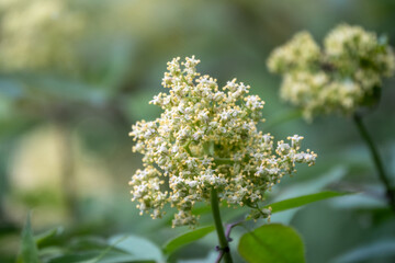White flowers of Sambucus racemosa or red elderberry. Flower buds and leaves of red elderberry, Sambucus Racemosa, on branch with bokeh background