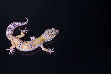 A leopard gecko, lizard on black background, eublepharis macularius, animal closeup