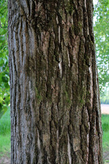 Tronco di albero con corteccia ruvida e muschio