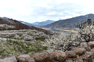 Beautiful plum blossoms and scenery of Maehwa Village in Hongssang-ri, Korea