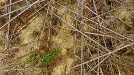 Aerial bark wood beetle drone pest Ips typographus dead spruce tree infested and attacked by the European spruce quadcopter view flying fly flight show, cutting deforestation caterpillar dead trees