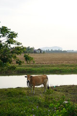A yellow cow at the side of the paddy field canal, with the background of Gunung Keriang.