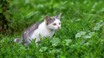 A young cat in the garden on the grass looks intently at something. Kitten with an attentive look