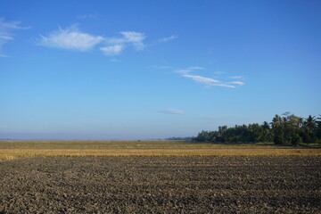 Fototapeta na wymiar The plantation land after harvesting the paddy during dry season of Malaysia.