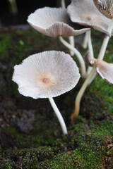 Wild mushroom growing on the tree trunk with mosses.