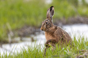 Amazed brown hare in front of splashing water drops