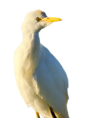 Close up portrait of a Cattle Egret isolated on white.