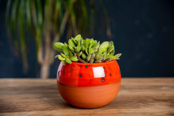 cactus and succulent in handmade ceramic pot on a wooden table in a living room