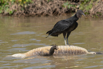Urubú-de-cabeça-preta sobre jacaré morto no rio São Lourenço, Mato Grosso, Brasil. 