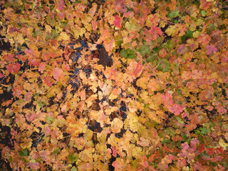Autumn Colors And Textures, Aerial View Of The Colchagua Vineyards ( 7 - 7 )