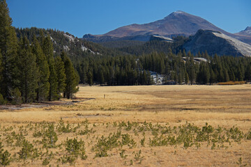 landscape with meadow and mountains