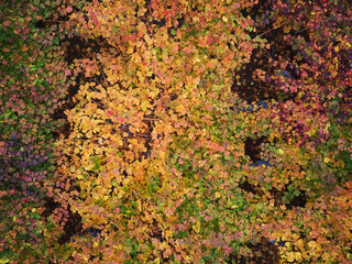 Autumn Colors And Textures, Aerial View Of The Colchagua Vineyards ( 4 - 7 )