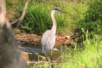great blue heron