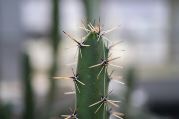 サボテンのトゲ