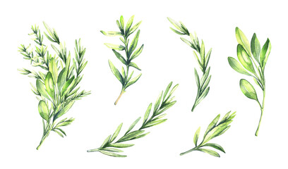 Watercolor rosemary and thyme herb illustration. High quality illustration