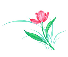 Fototapeta premium Watercolor illustration of a tulip for greeting card design, decoration, printing. Happy mother's day, happy spring, birthday