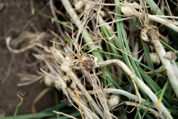 Small garlic, a seasonal dish characteristic of Northeast China