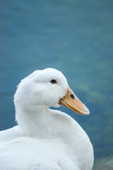 Portrait of a white duck on the water