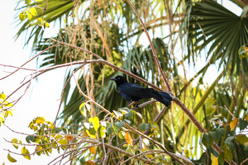 Giant cowbird, Molothrus oryzivorus, Riviera Maya, Mexico
