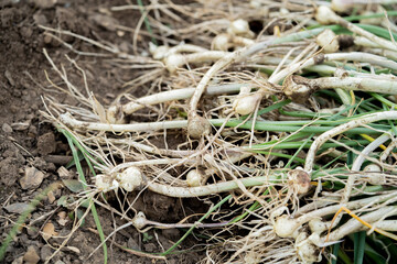 Small garlic, a seasonal dish characteristic of Northeast China