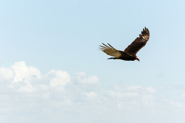 Turkey vulture in flight, Riviera Maya, Mexico