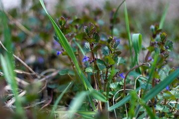 Ukraine, Kyiv - 21 April 2021: Glechoma hederacea Ground-Ivy flower