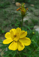 Yellow flower in the garden