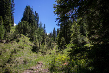 forest in the mountains
