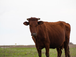 A happy brown cow in a green meadow.
