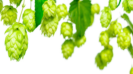 Twigs of hops with leaves. Hops herb for brewery. Ripe hop cones for herbal natural medicine....