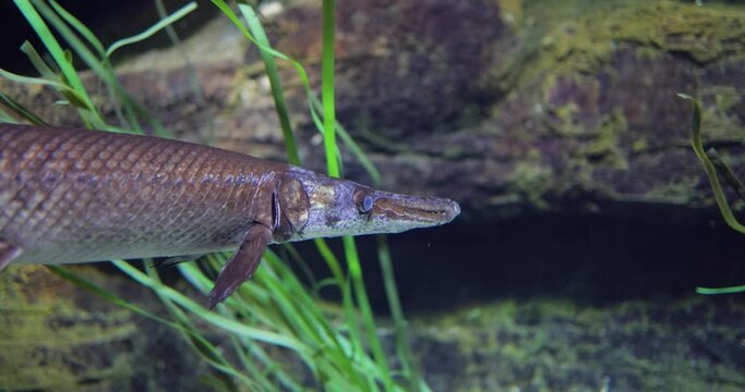 Fish longnose gar (Lepisosteus osseus), also known as longnose garpike, and billy gar, is a ray-finned fish in the family Lepisosteidae.