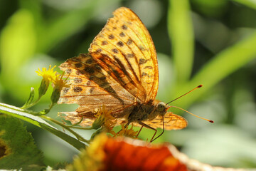 butterfly on leaf