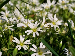 Stellaires: Fleurs blanches printanières.