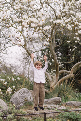 Naklejka na ściany i meble Little blond boy in a white shirt and corduroy pants. Standing with arms raised. In the open air. Park. Magnolia flowering.