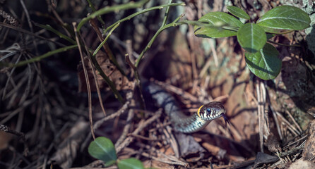 Portrait of small grass snake in the forest on sunny spring day
