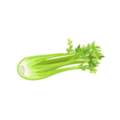 Fresh celery bunch. Cartoon style farm fresh vegetable drawing. Natural eco food, dieting. Vector illustration isolated on white background.