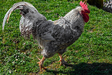 Grey rooster walking on the lawn