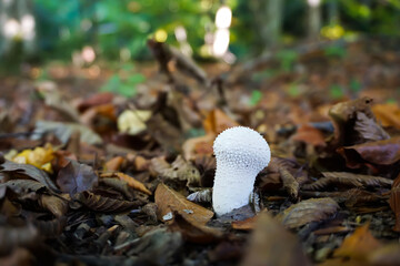 Mushroom 1 - Demirkoy