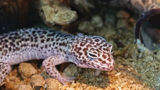 Domestic animals: Leopard gecko opens mouth close-up