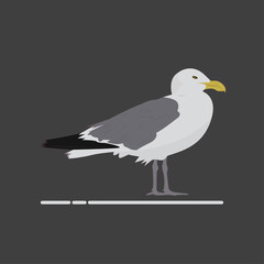Seagull vector art and graphics