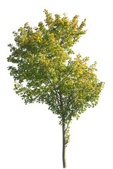 Obraz premium Autumnal Birch tree isolated on white background