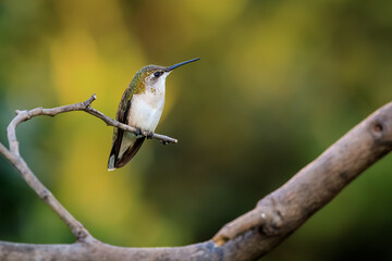 Female Ruby-throated Hummingbird.Archilochus colubris in Oklahoma City