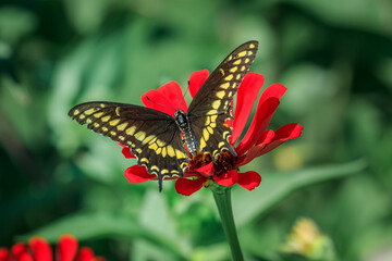 Rudkin's swallowtail (Papilio polyxenes coloro)