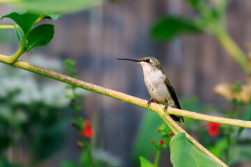 Female Ruby-throated Hummingbird.Archilochus colubris in Oklahoma City