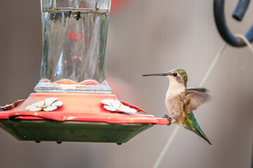 Female Black-chinned hummingbird (Archilochus alexandri) perched in a tree in Oklahoma City